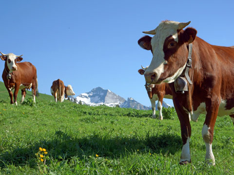 vache dans les alpages de Haute Savoie